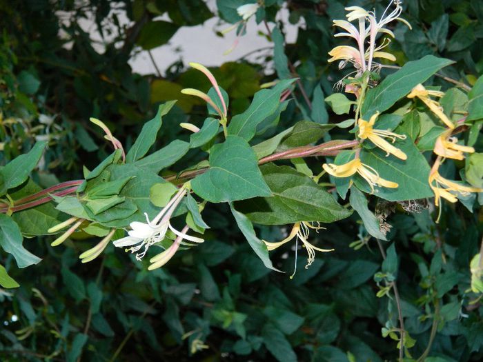 DSCN9803 - DECEMBRIE 2013