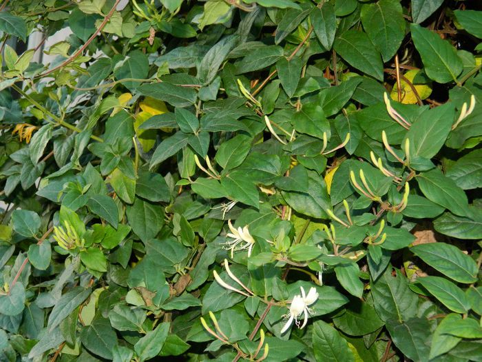 DSCN9804 - DECEMBRIE 2013