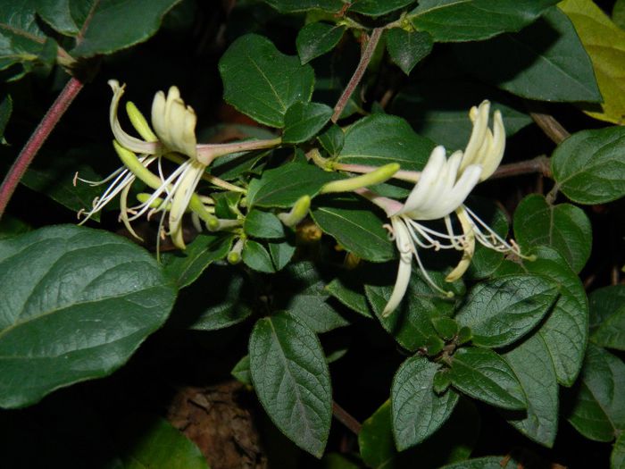 DSCN9806 - DECEMBRIE 2013