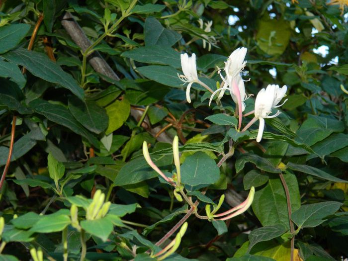 DSCN9808 - DECEMBRIE 2013