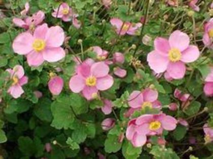 anemone de toamna - mi-ar placea sa am in gradina