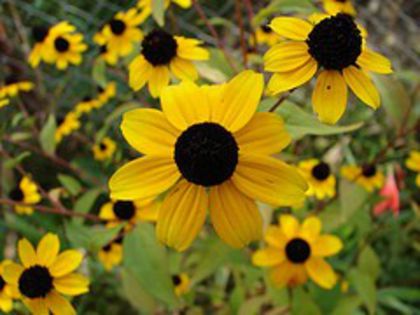 rudbeckia - mi-ar placea sa am in gradina