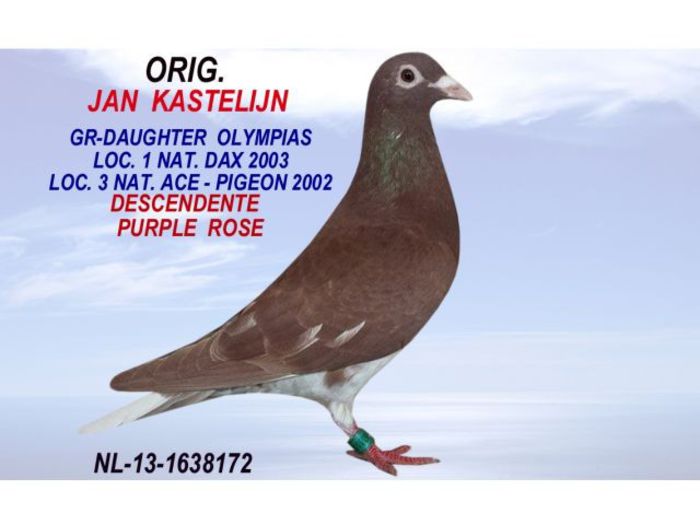  - Jan Kastelijn Olanda