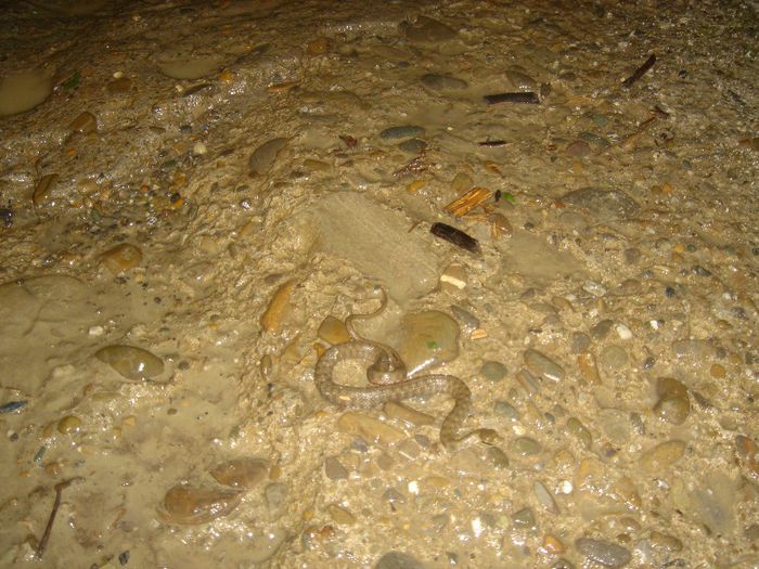 DSC00060 - Inundatii 2005 Onesti