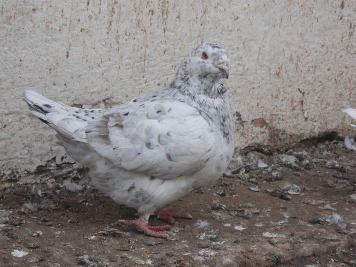 DSC06017 - 4-Poze Suplimentare AGH