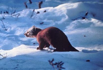 filmulet 032 - Fauna Salbatica