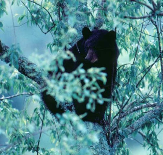 filmulet 037 - Fauna Salbatica