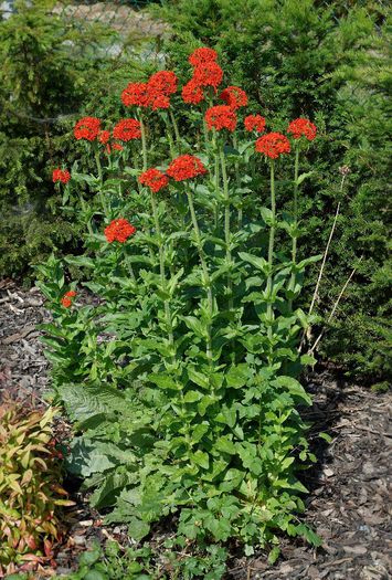 Lychnis_chalcedonica-am primit de la Mihaela C - mi-ar placea sa am in gradina