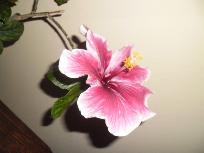 Purple Majestic - Hibiscus 2013-3