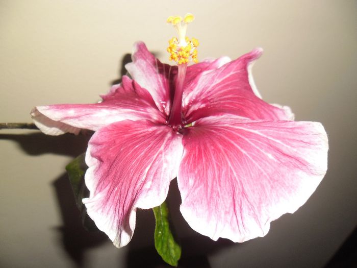 Purple Majestic - Hibiscus 2013-3