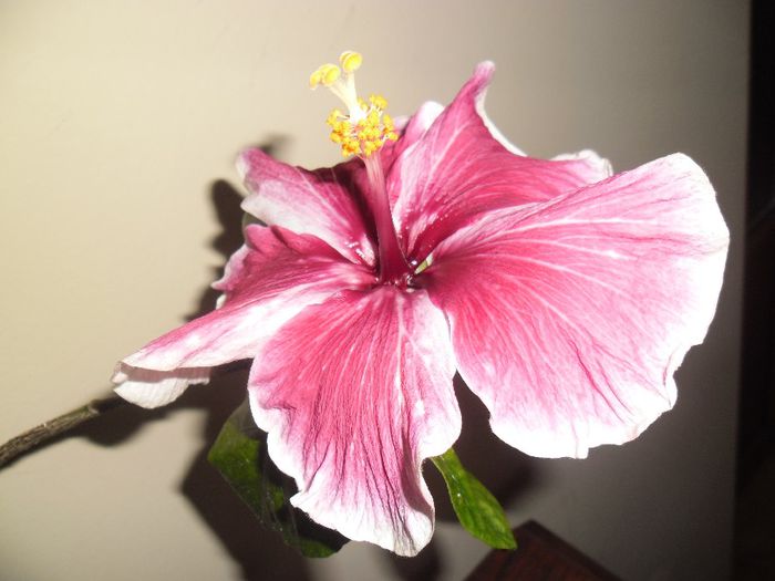 Purple Majestic - Hibiscus 2013-3