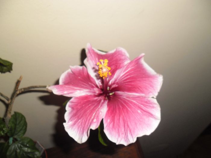 Purple Majestic - Hibiscus 2013-3