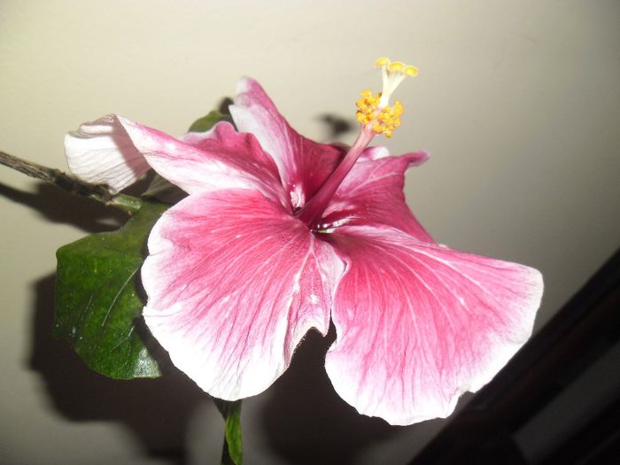 Purple Majestic - Hibiscus 2013-3