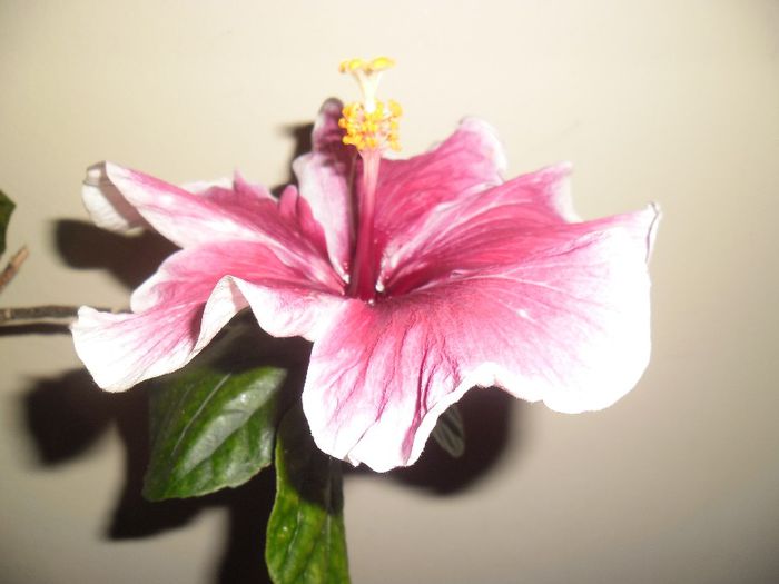 Purple Majestic - Hibiscus 2013-3