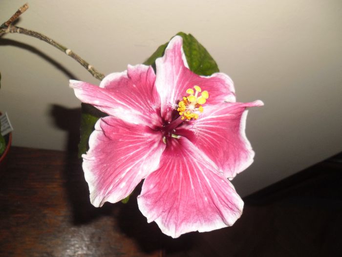 002 - Hibiscus 2013-3