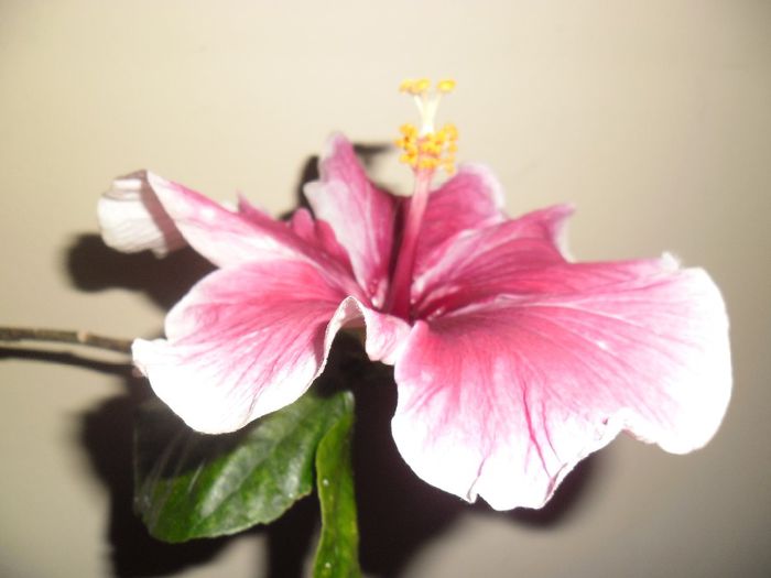 042 - Hibiscus 2013-3