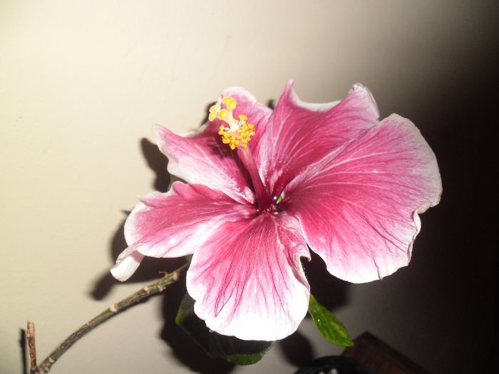 041 - Hibiscus 2013-3