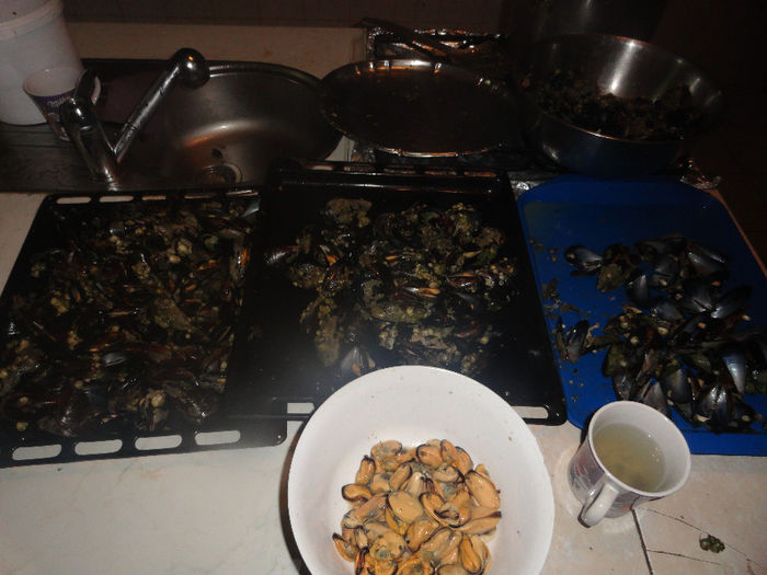 scoici proaspete - port agigea-dupa scoici