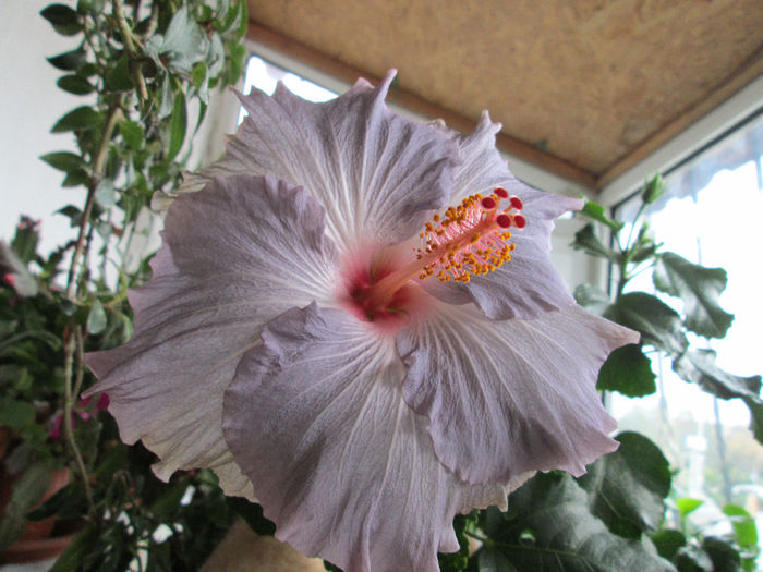 hibiscus - flori la inceput de decembrie 2013