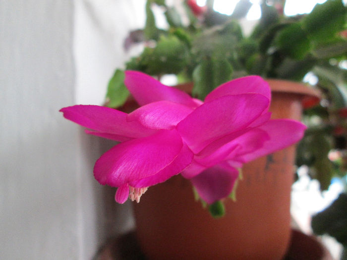 schlumbergera - flori la inceput de decembrie 2013