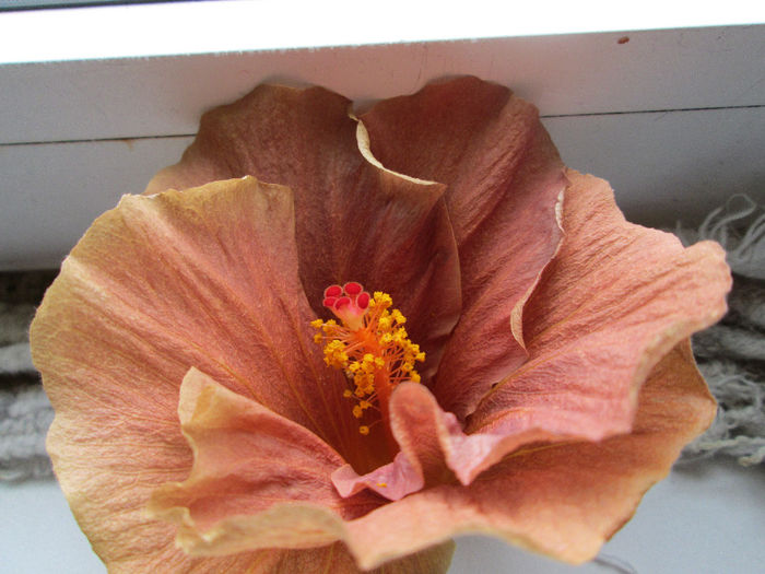 hibiscus - flori la inceput de decembrie 2013