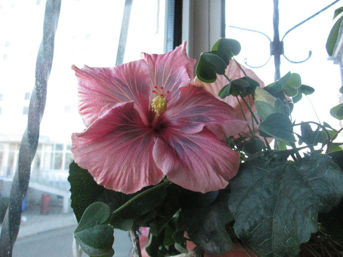 hibiscus