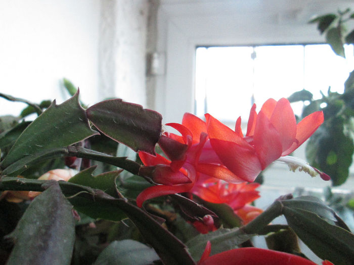 schlumbergera - flori la inceput de decembrie 2013