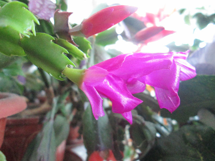 schlumbergera - flori la inceput de decembrie 2013