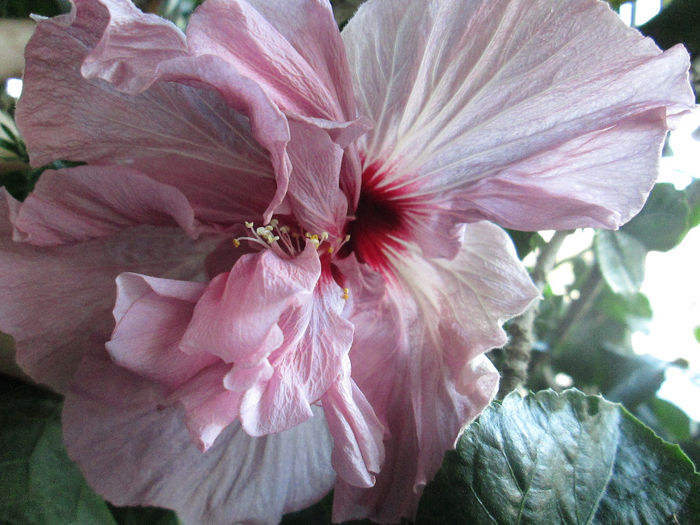 hibiscus