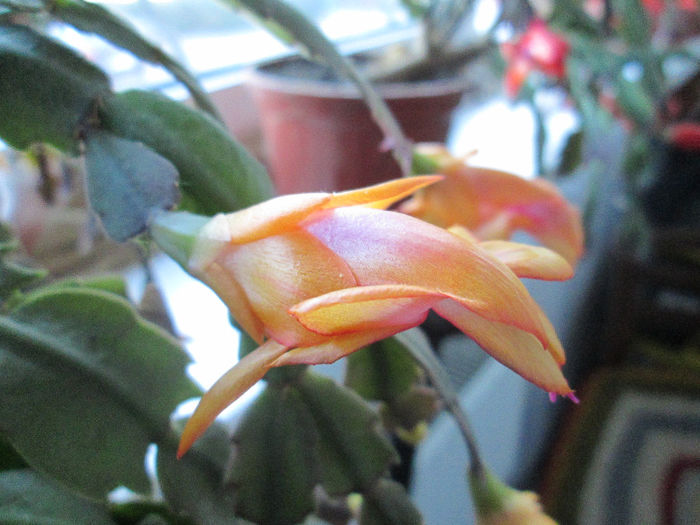 schlumbergera - flori la inceput de decembrie 2013