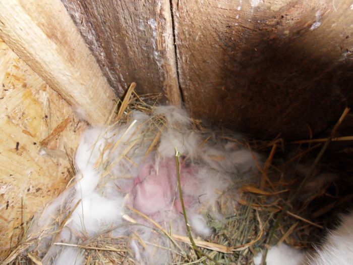 Din noaptea de Sfantul NICOLAE