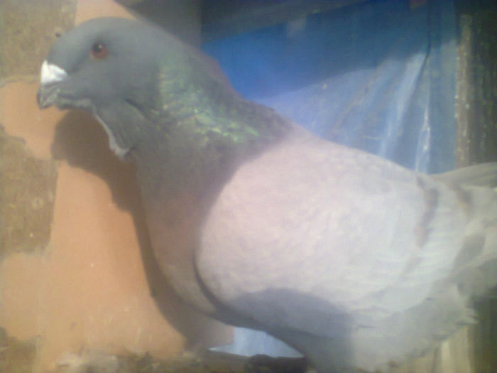 Fotografie1931.Fem 2012.