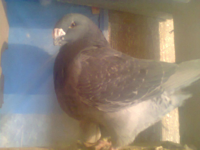 Fotografie1933.Fem H 2011.