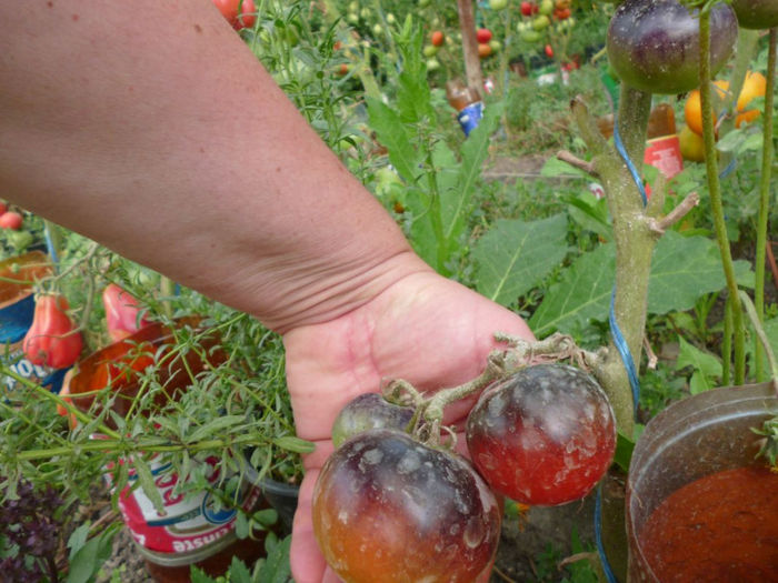 Tomate OSU.blue - De vanzare seminte -legume-mirodenii-flori-arbori