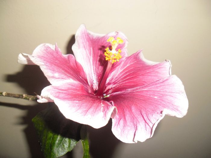 Purple Majestic( azi) - Hibiscus 2013-3