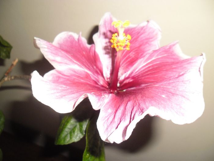 Purple Majestic - Hibiscus 2013-3