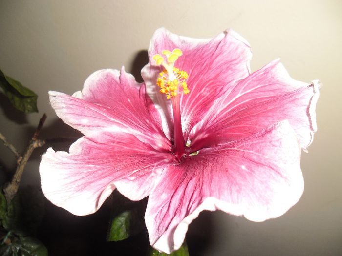 Purple Majestic - Hibiscus 2013-3