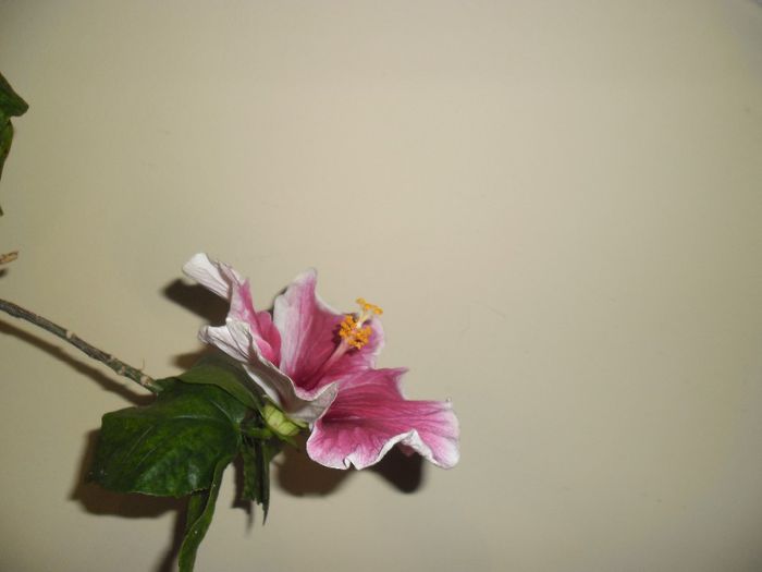 Purple Majestic - Hibiscus 2013-3