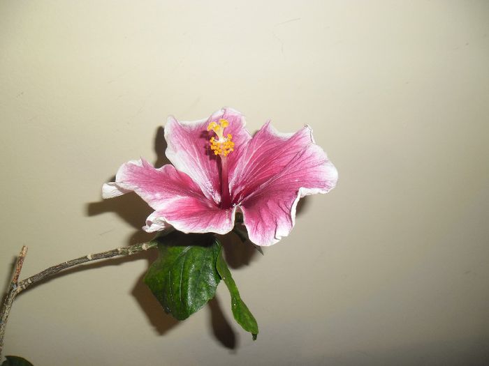 Purple Majestic - Hibiscus 2013-3