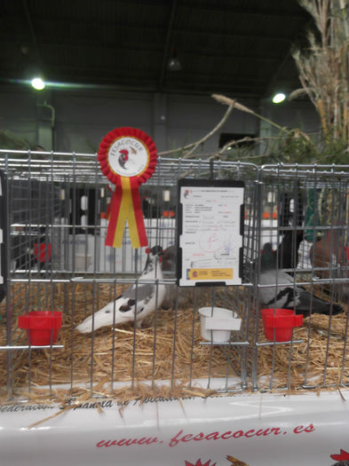 DSCF9766 - expo Sariniena-Huesca  alte rase