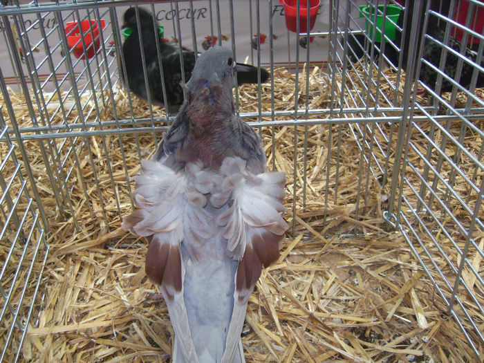 ceorera - expo Sariniena-Huesca  alte rase