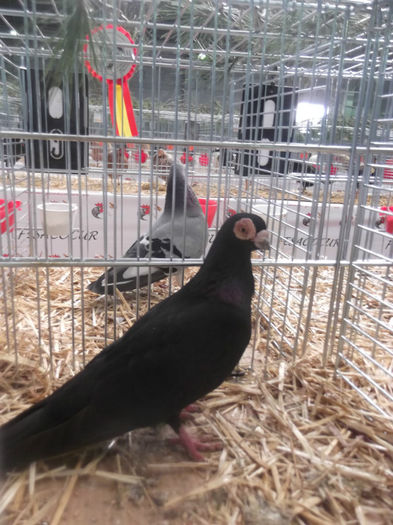 Oho de  Fresa - expo Sariniena-Huesca  alte rase