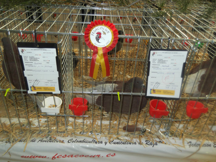 DSCF9779 - expo Sariniena-Huesca  alte rase