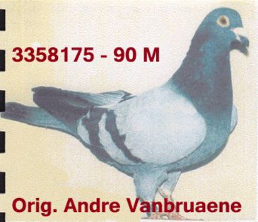 175 - ANDRE VANBRUAENE