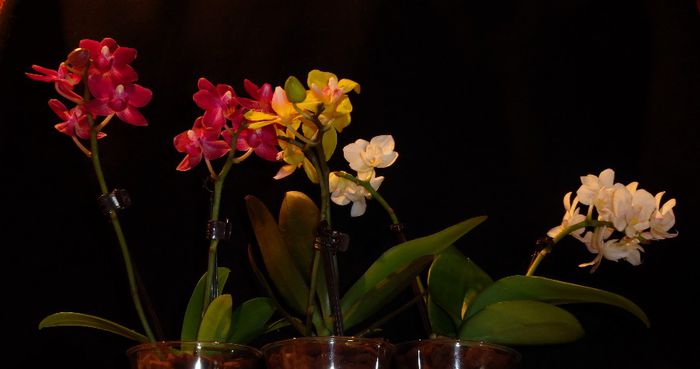 Miniphalaenopsis - Orhidee Phalaenopsis