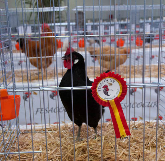 1394795_664229140264362_290067830_n[1] - expo Sariniena-Huesca  alte rase