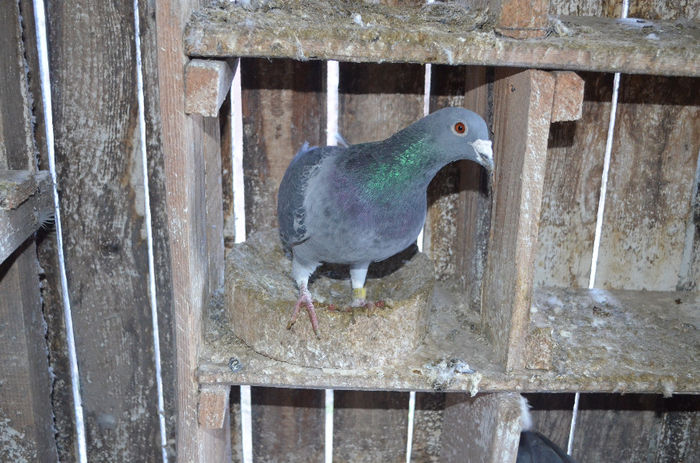 2006 - Prieteni columbofili