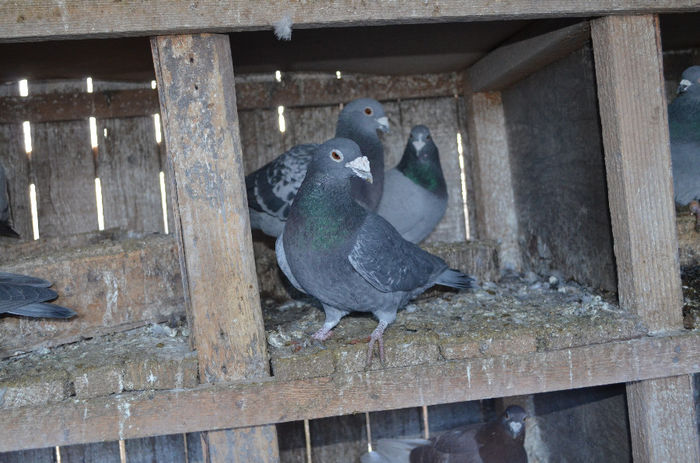 2005 - Prieteni columbofili