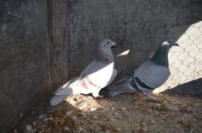 Argintiu zburat 2 fonduri