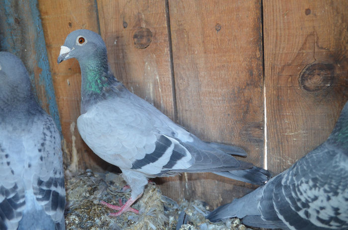 Nemtoiaca de vanzare; 100 ron
